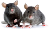 Ratto Norvegese Domestico