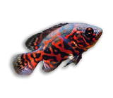 Pesce Oscar  Red Tiger