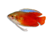 Colisa Lalia