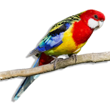 PULLO - Rosella Comune Allevato a Mano
