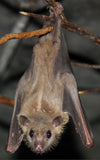 Pipistrello Rossetto Egiziano