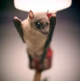Pipistrello Rossetto Egiziano