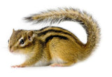 Scoiattolo Himalaya Young