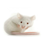 Topo Bianco o MUS MUSCULUS
