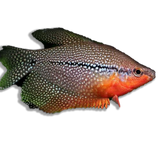 Gourami