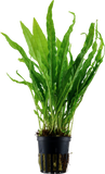 Microsorum Pteropus