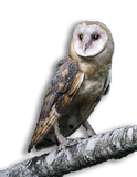 PULLO - Barbagianni