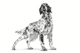 ROYAL CANIN - Urinary per Cani Moderate Calorie 100g